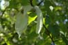 davidia involucrata-2